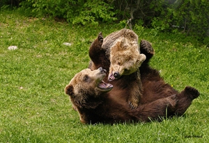 Volunteer at Wild Bears Conservation Park in Bulgaria